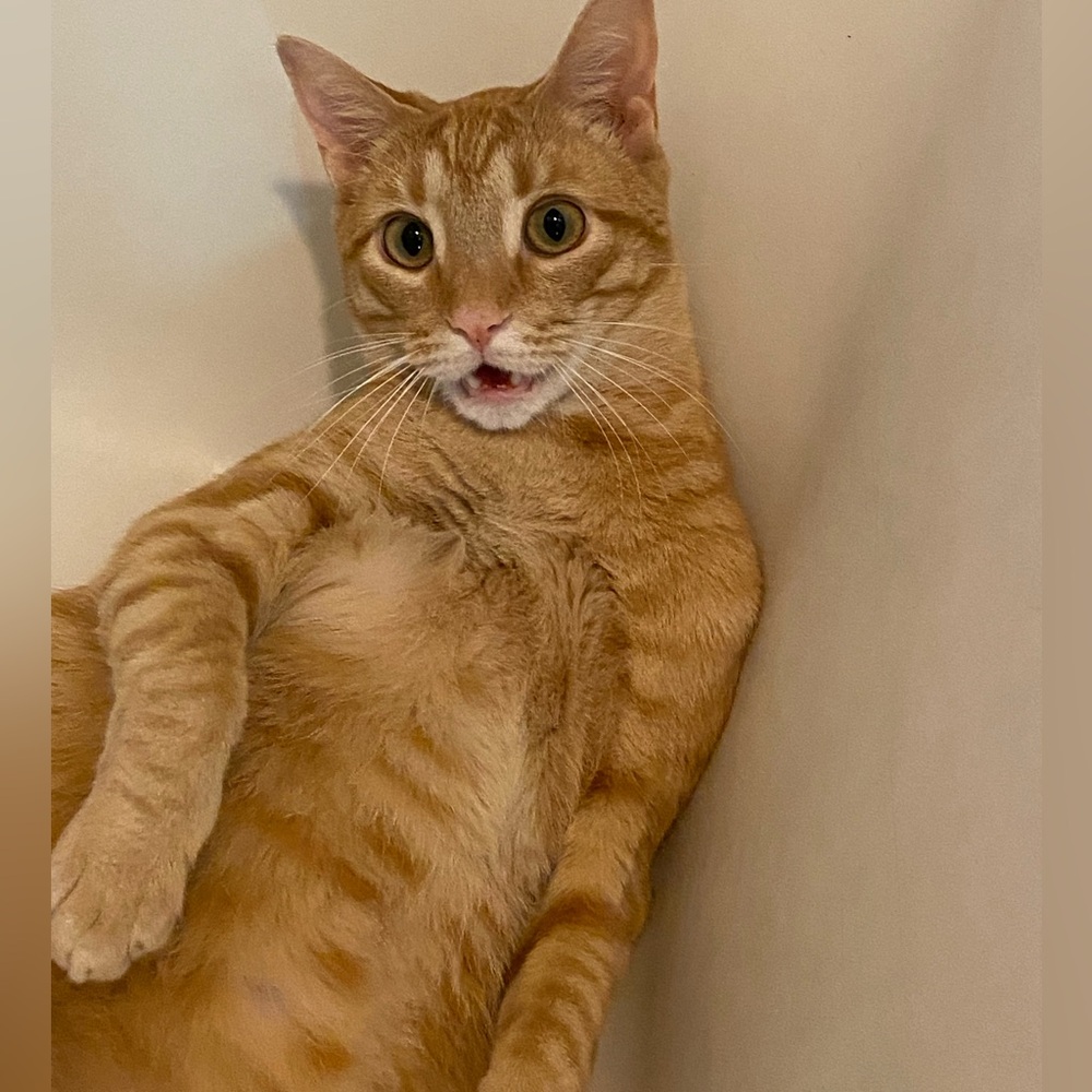 Cat Friendly Closet
